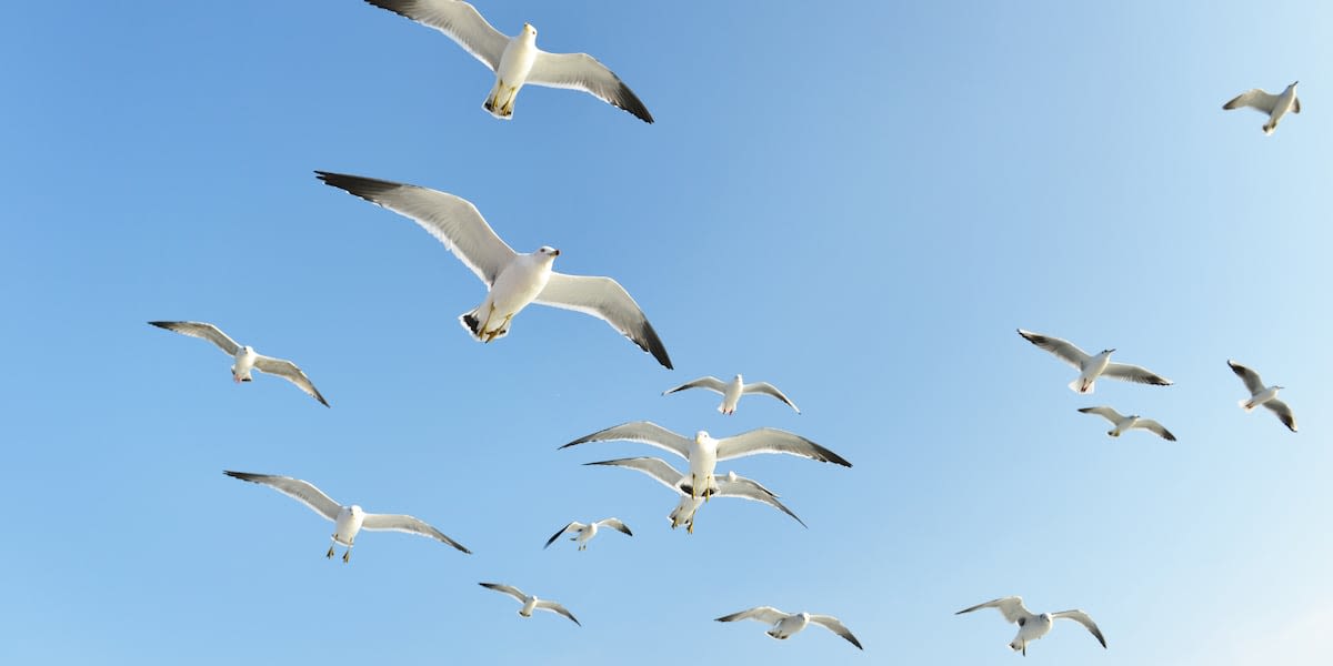 Dad beheads seagull with his bare hands after it tried to steal French fries from daughter, police say