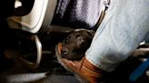 Flying With Dogs or Cats? These Are Airlines’ Pet Policies