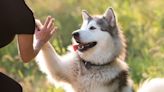 Gorgeous Alaskan Malamute Mix Is in the Running for the Next Mayor of Anchorage