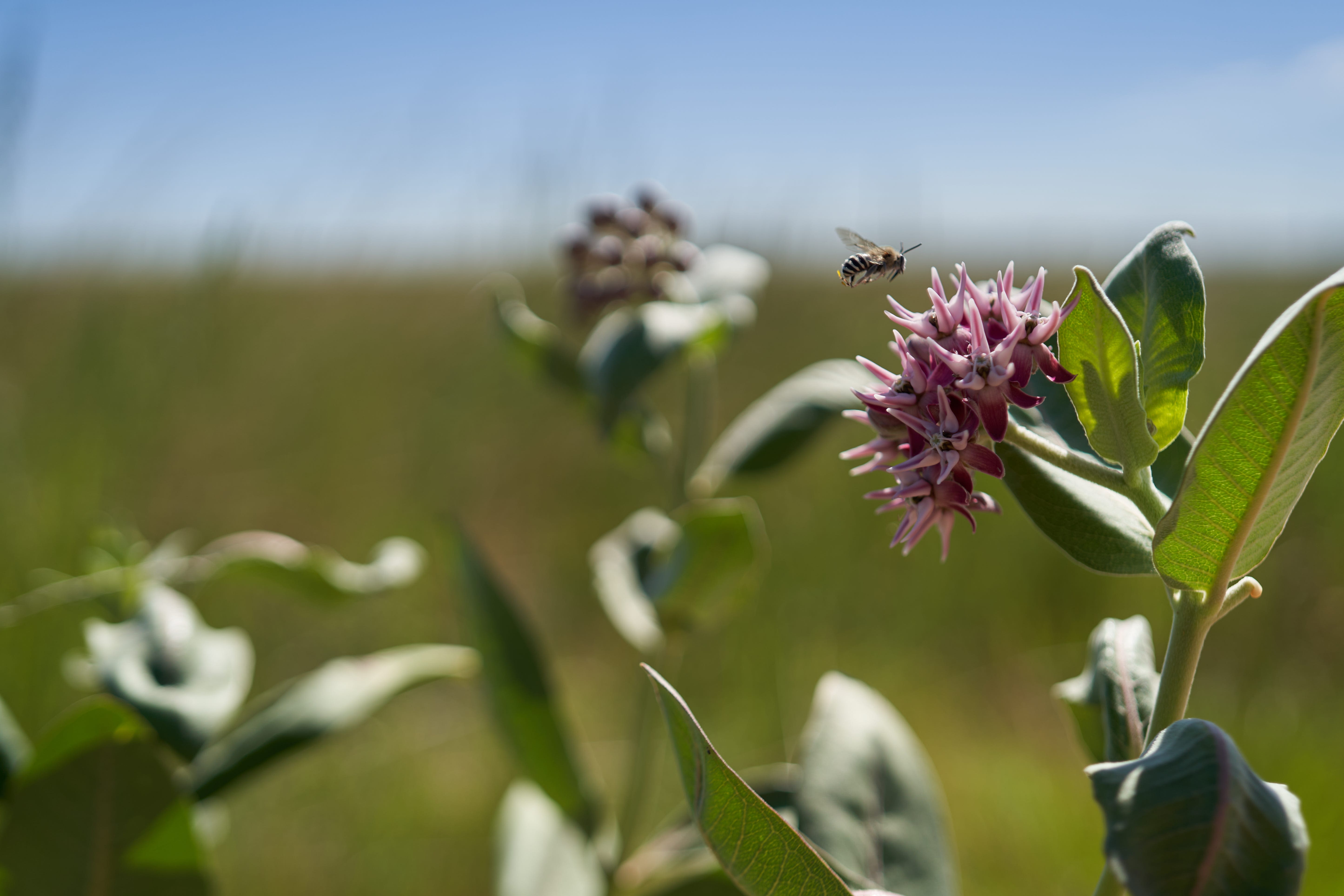 Colorado law goes into effect today limiting certain pesticides. What to know