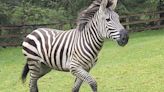 Missing zebra is ever-present on social media