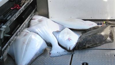 Storm brewing in Canada over French halibut fishery in Atlantic
