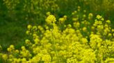 Plant Lovers' Almanac: Spring will soon serve up edible plants