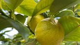 Is Bergamot Good for You?