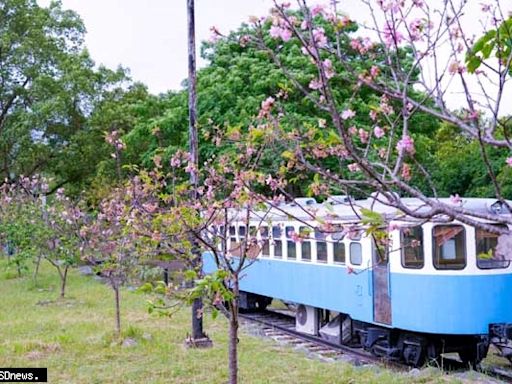 吉安鄉桐花雨、櫻花情、叮噹火車親子遊 鄉長游淑貞邀鄉親舒心賞花踏青