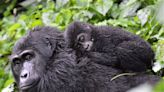 Netflix Viewers Can Now watch a Baby Gorilla Livestream From the Cleveland Zoo