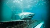 Sharks do way better predicting hurricanes than TV weather folk