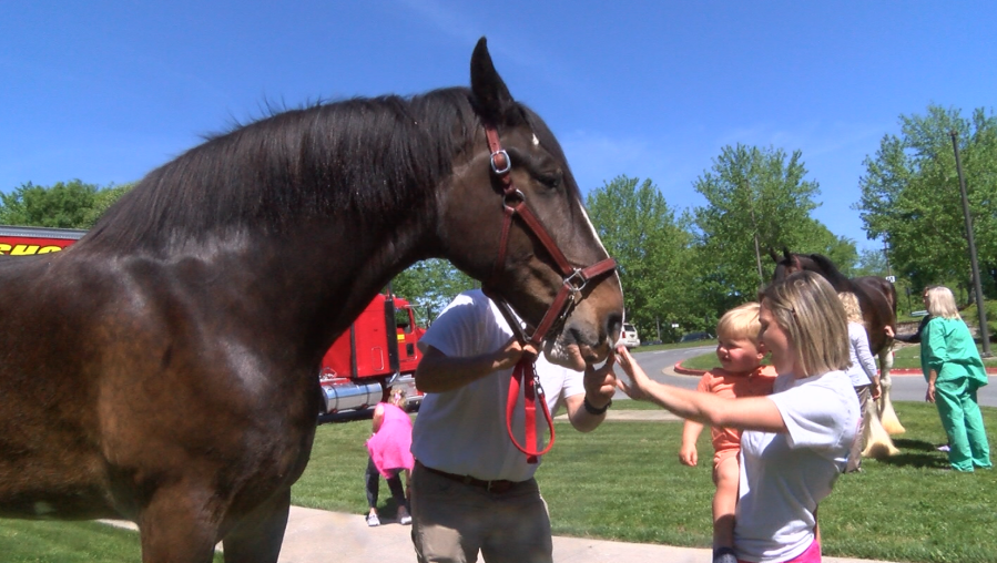 Clydesdales visit Niswonger Children’s Hospital