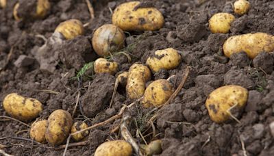 Why is there a shortage of Irish spuds in the shops right now?