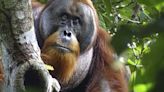 Orangután crea efectivo ungüento para curar una de sus heridas | El Universal