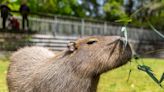 Zoo’s capybaras find love version of ‘Bachelor’