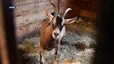 More than 50 goats rescued from Lee farm, taken into protective custody by New Hampshire SPCA