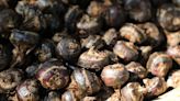 Surprising Benefits of Water Chestnuts