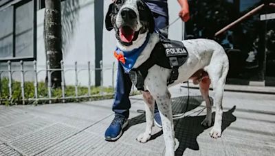 Detrás del olfato de los perros policía: cómo son entrenados para detectar personas, narcóticos y explosivos