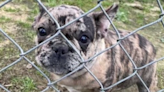 Dog breeder shot and killed while trying to sell French bulldog