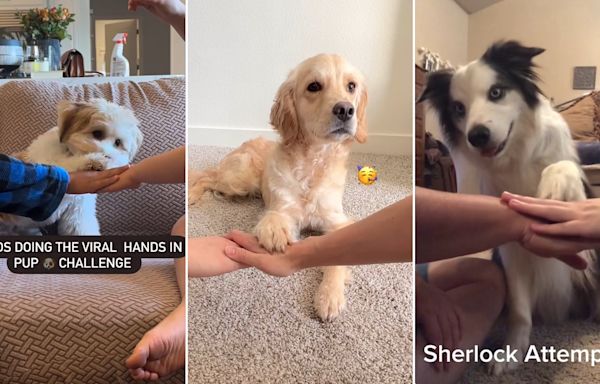 Viral 'paws in' challenge explodes among dog owners on social media: 'All paws on deck!'