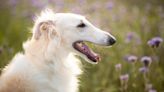 The Most Popular Long-nosed Dog Breeds