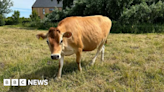 Man caught riding pregnant Jersey cow apologises