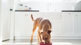 Purina Expands Prescription Dog Food Recall Because of Potential Vitamin D Toxicity