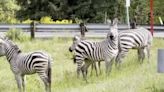 Zebra on the run in Washington State