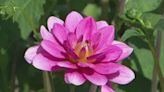 Swan Island Dahlias prepares for spring, opens new gift shop