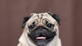 Pug's Funny Reaction to Hearing an Ambulance Has People in Stitches