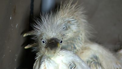 Winging it in Austin | Austin Wildlife Rescue takes in 60 birds displaced by Beryl