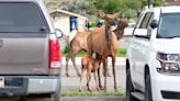 Yellowstone National Park issues danger warning for tourists. Here's why.