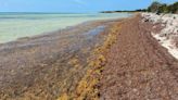 Flesh-eating bacteria found in seaweed on Florida beaches