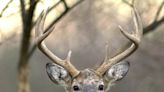 Second presumptive positive Chronic Wasting Disease case found in Louisiana