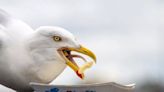 Scots city home to 'hardest seagulls' as UK towns ruled by 'XL Gullies' that 'go for blood'