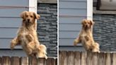 How woman finally discovered where neighborhood's "escape artist" dog lived