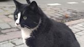 Tourists visiting Polish city look for its top attraction, a well fed stray cat named Gacek (VIDEO)