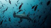 Scientists discover possible hammerhead shark nursery in Ecuador's Galapagos