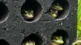 Frog ‘Saunas’ Help Endangered Frogs Survive A Deadly Fungal Pandemic