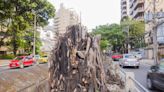 Cada vez menos árvores: moradores da Grande Tijuca reclamam de podas malfeitas e cortes desnecessários