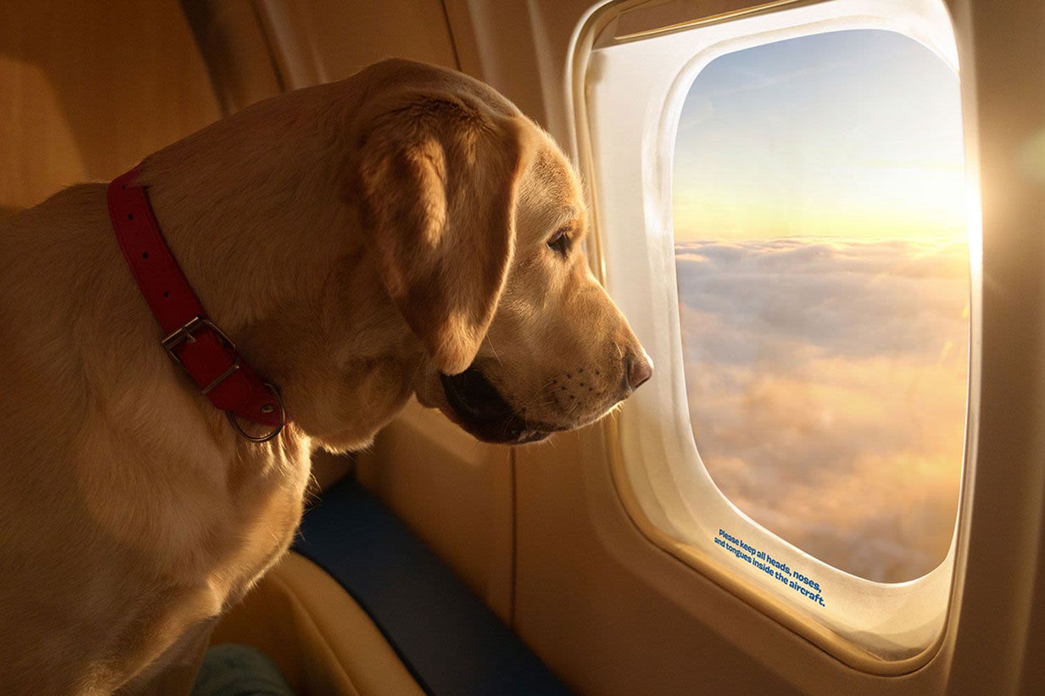 Bark Air, a ‘Luxurious’ New Airline Specifically for Dogs, Took Its First Flight — and It Was Sold Out