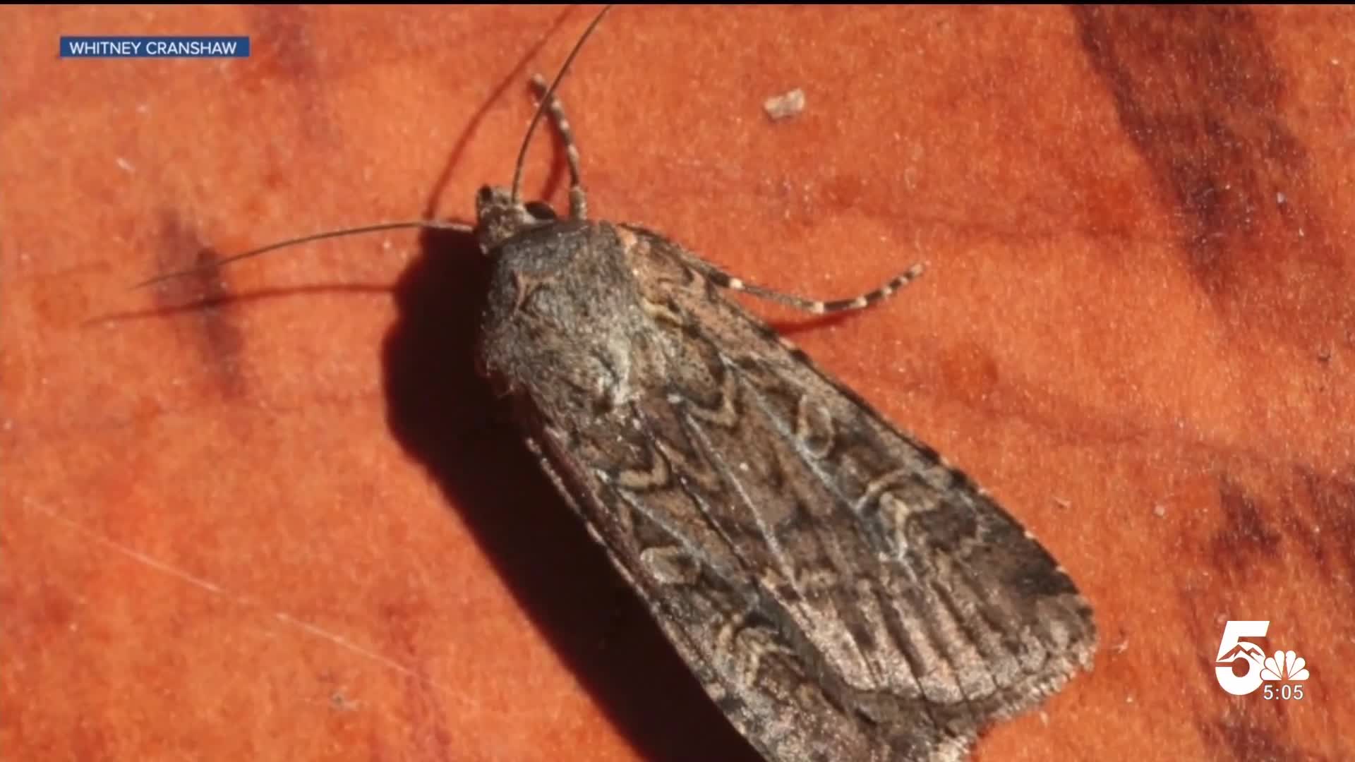 The Miller Moth Migration Has Begun In Southern Colorado