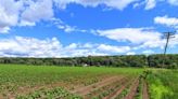 More than 200 acres protected for agriculture in Deerfield’s North Meadows