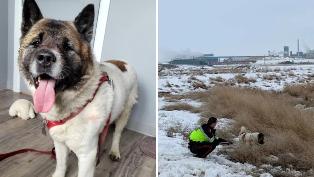 "Hero" Dog Fights Off Coyotes To Save Owner Stranded For 2 Nights In Frigid Temperatures