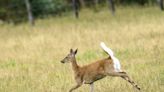 ‘The definition of poaching’: Conspiracy alleged after group hunted dozens of deer in California