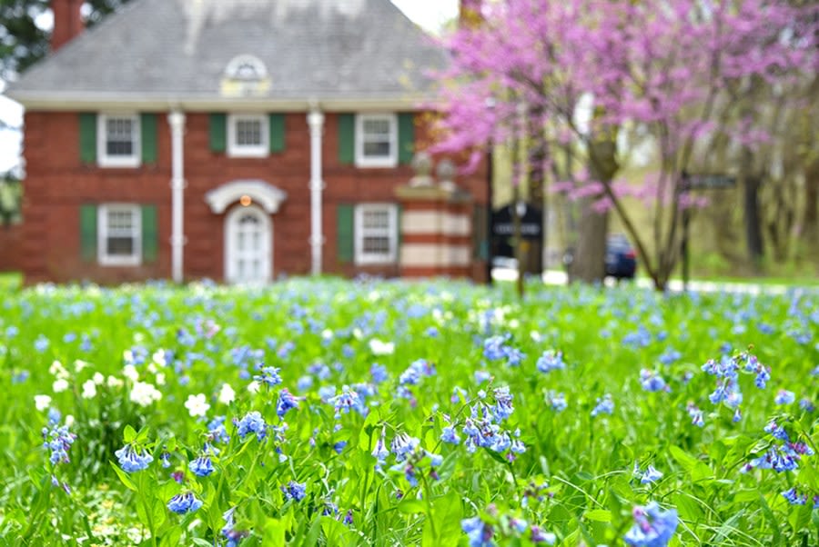 Bluebell Festival held at Allerton this weekend