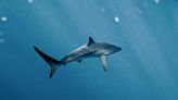 Great white shark cage diving expedition coming to Canada's East Coast