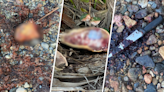 “Horrendo crimen”: hallan restos de tortuga carey en Guayama