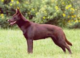 Australian Kelpie