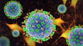 CEPI announces plans for Nipah virus antibody trials