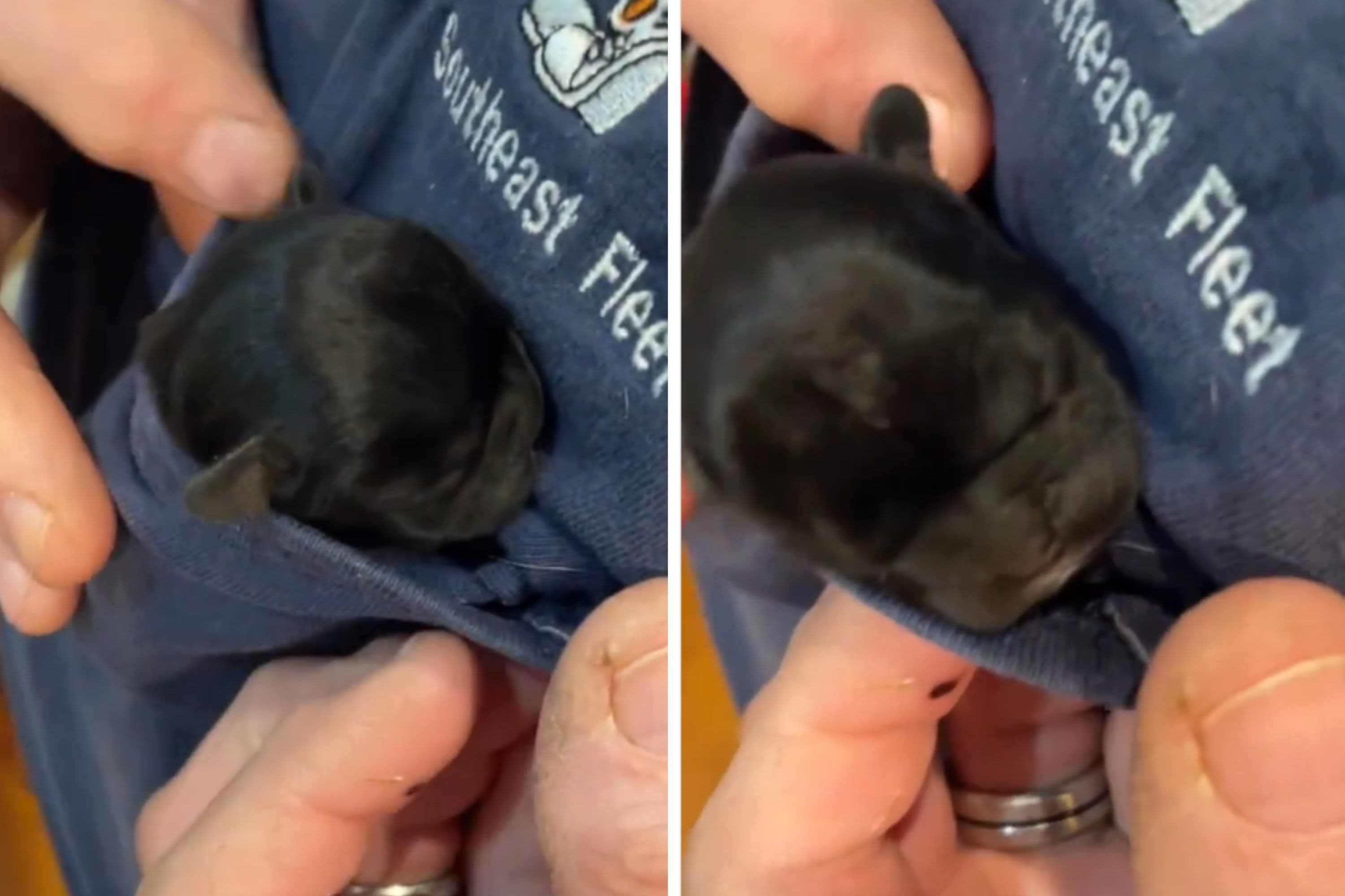 Hearts melt at Frenchie so small she fits in owner's T-shirt—"pocket puppy"