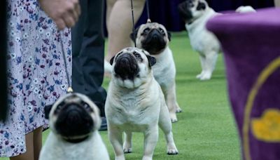 NYC dog handlers reveal how they prepare for the Westminster Dog Show: ‘It’s a very emotionally-fueled sport’