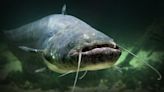 Florida child stabbed in chest by catfish barb while fishing