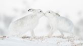 Courting hares and curious cubs among Wildlife Photographer of the Year People's Choice shortlist